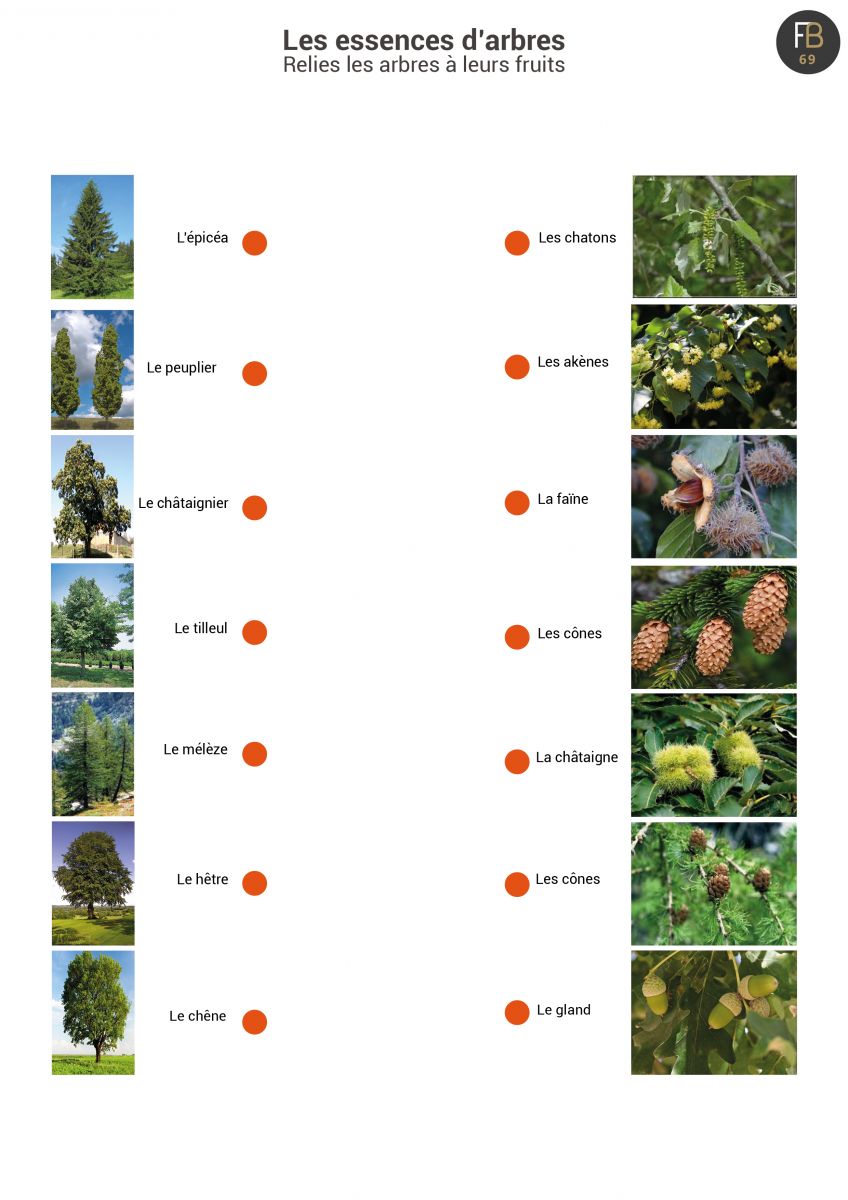 Relier l'arbre à ses fruits