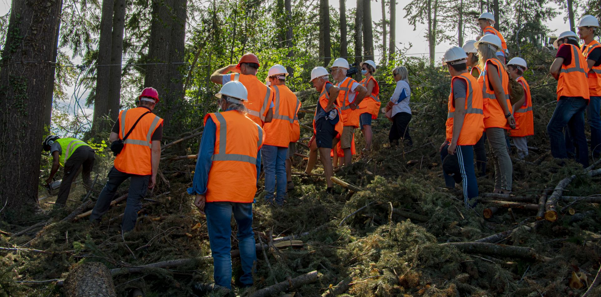 Démonstration du travail préparatoire pour l'abattage manuel - Vis ma Vie de Bûcheron - 29Juillet 2020