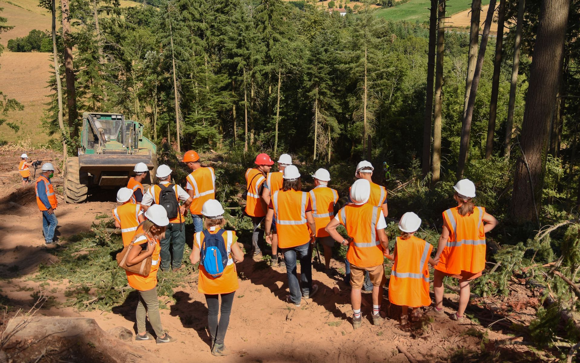 Débardage des bois abattus - Vis ma Vie de Bûcheron - 29 Juillet 2020