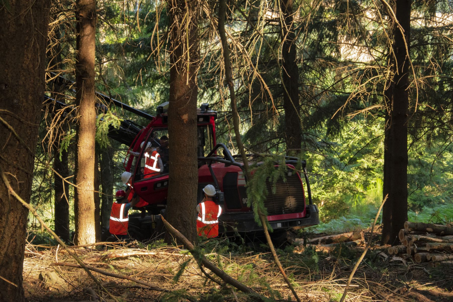 Découverte de l'abatteuse d’éclaircie en action - Vis ma Vie de Bûcheron - 5 Août 2020