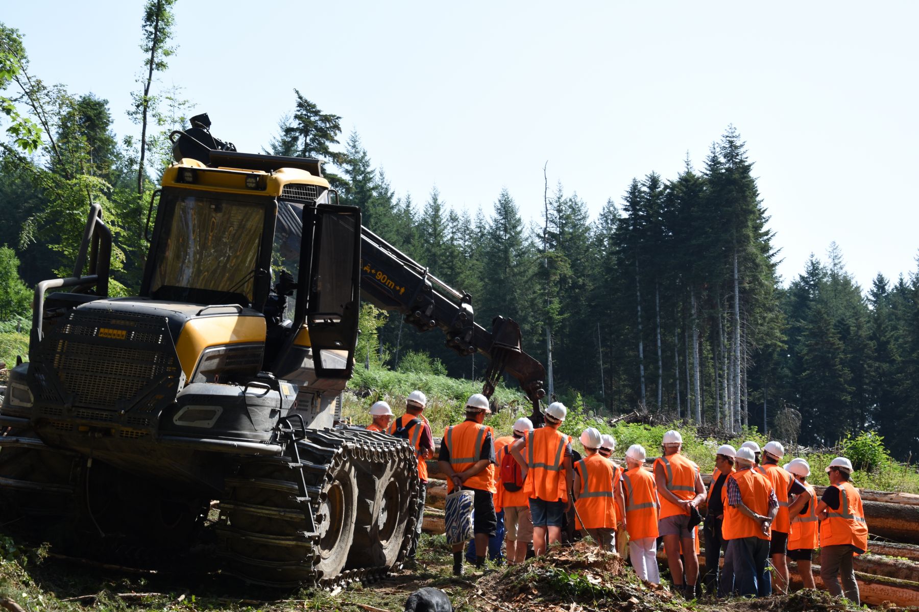 Explications Chantier Abattage définitif - Vis ma Vie de Bûcheron - 24 Juillet 2019