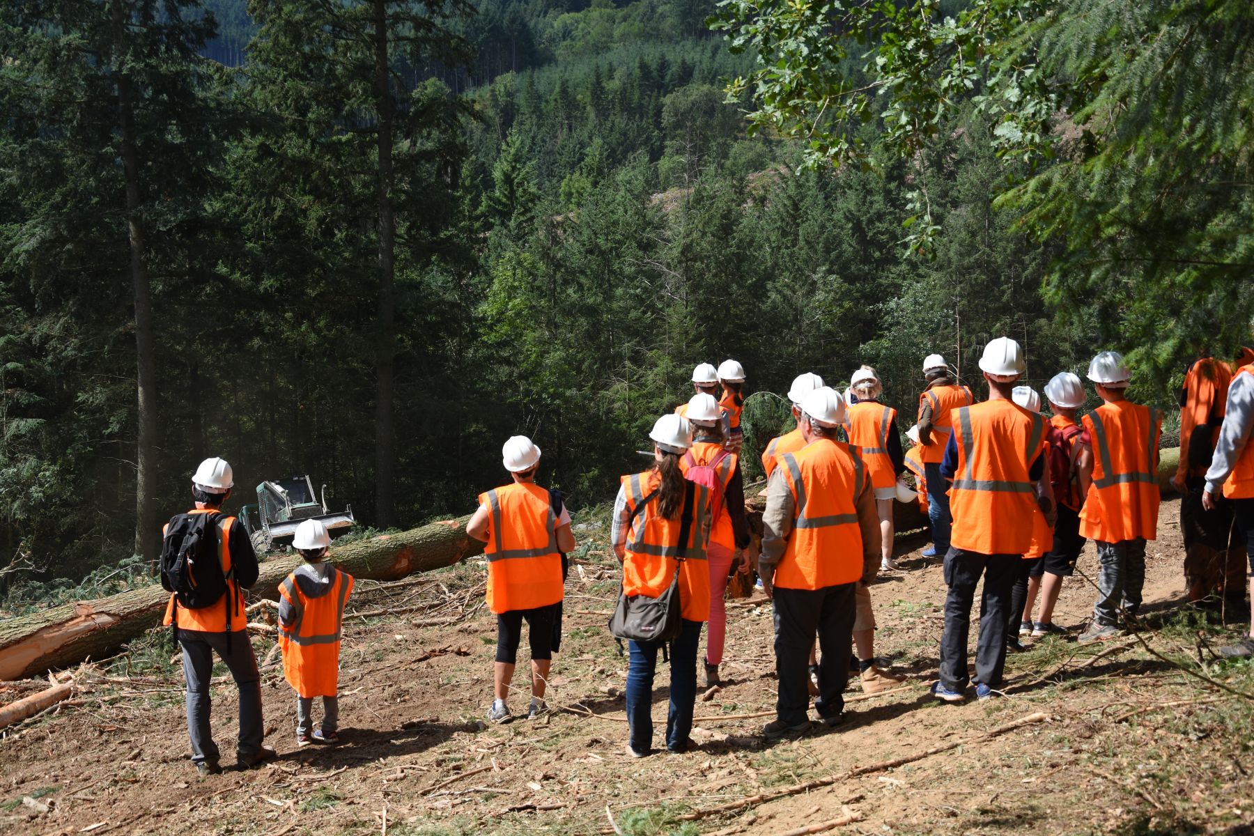 Observation de l'abattage manuel - Vis ma Vie de Bûcheron - 31 Juillet 2019