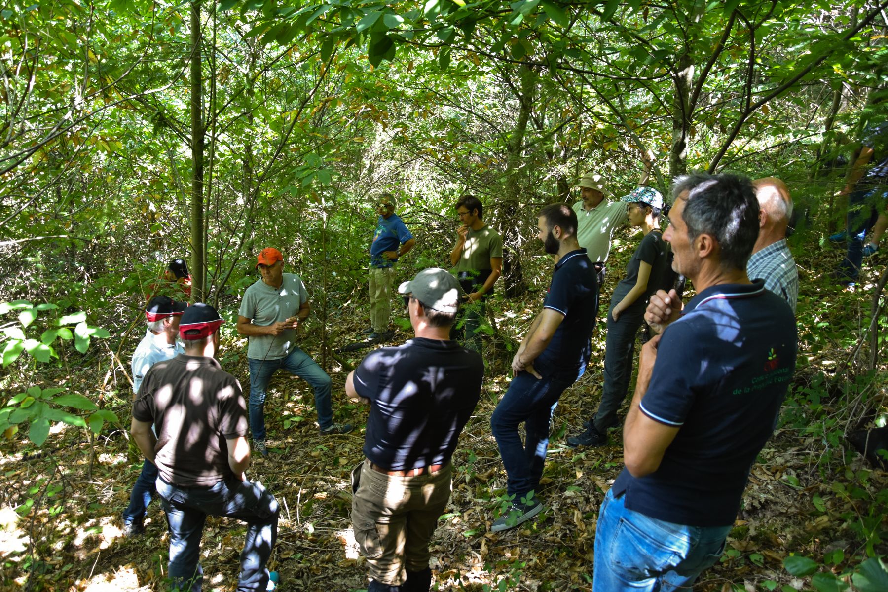 Visite d'une parcelle de Châtaignier