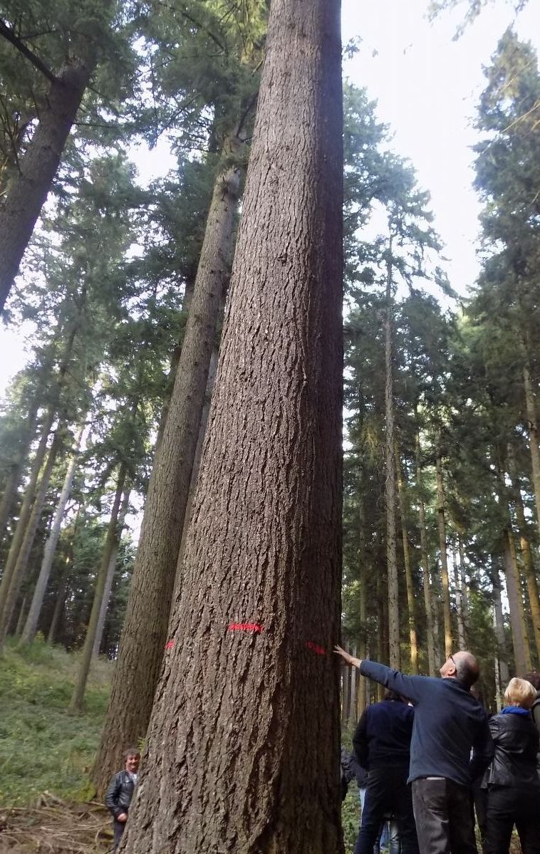 Gros Drouglas du Beaujolais
